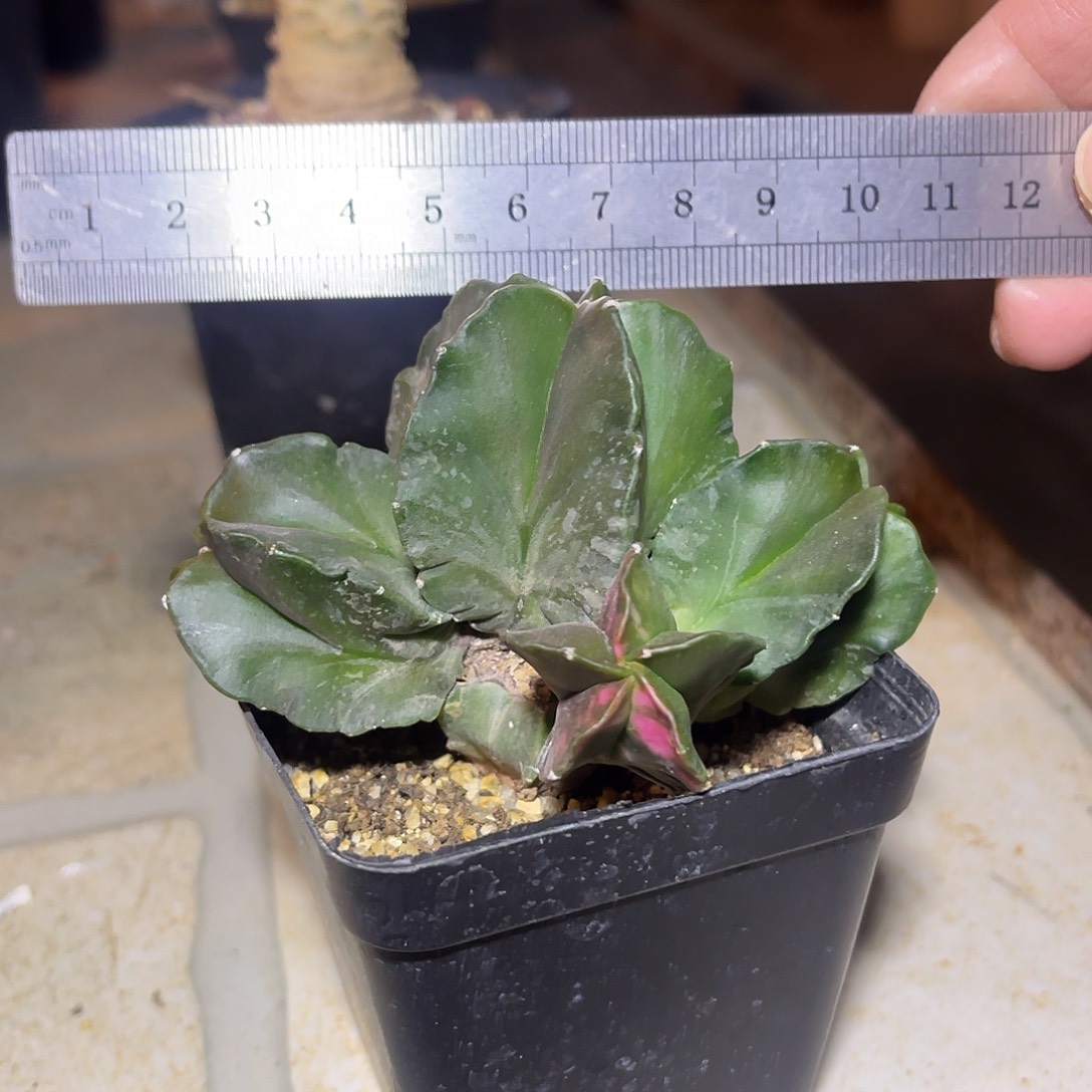 鸾凤玉锦一物一拍