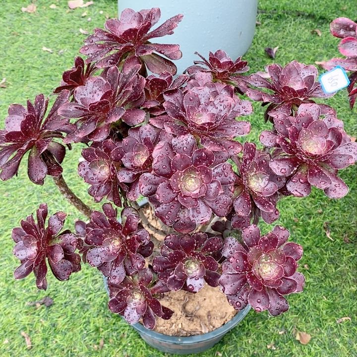 650圆叶玫瑰多肉法师