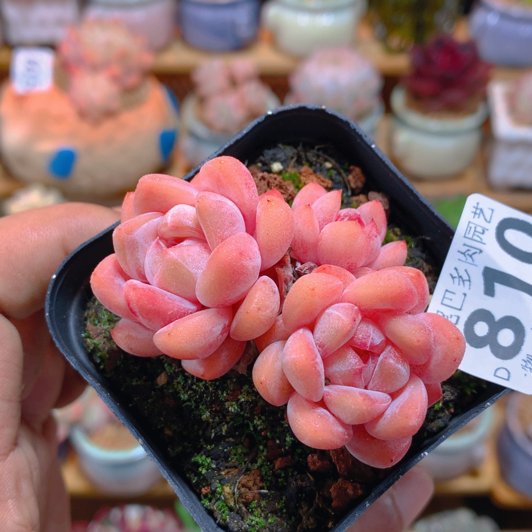 曲***烟小尾巴多肉园艺5CM迷你拇指盆栽810