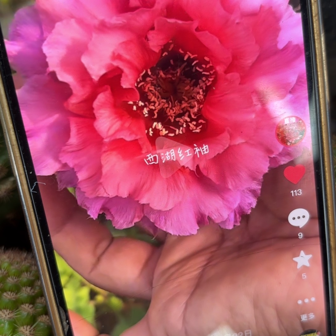 红袖彩侧牙20包邮仙人球12