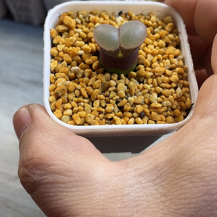 古***阳佳人园艺多肉生石花678