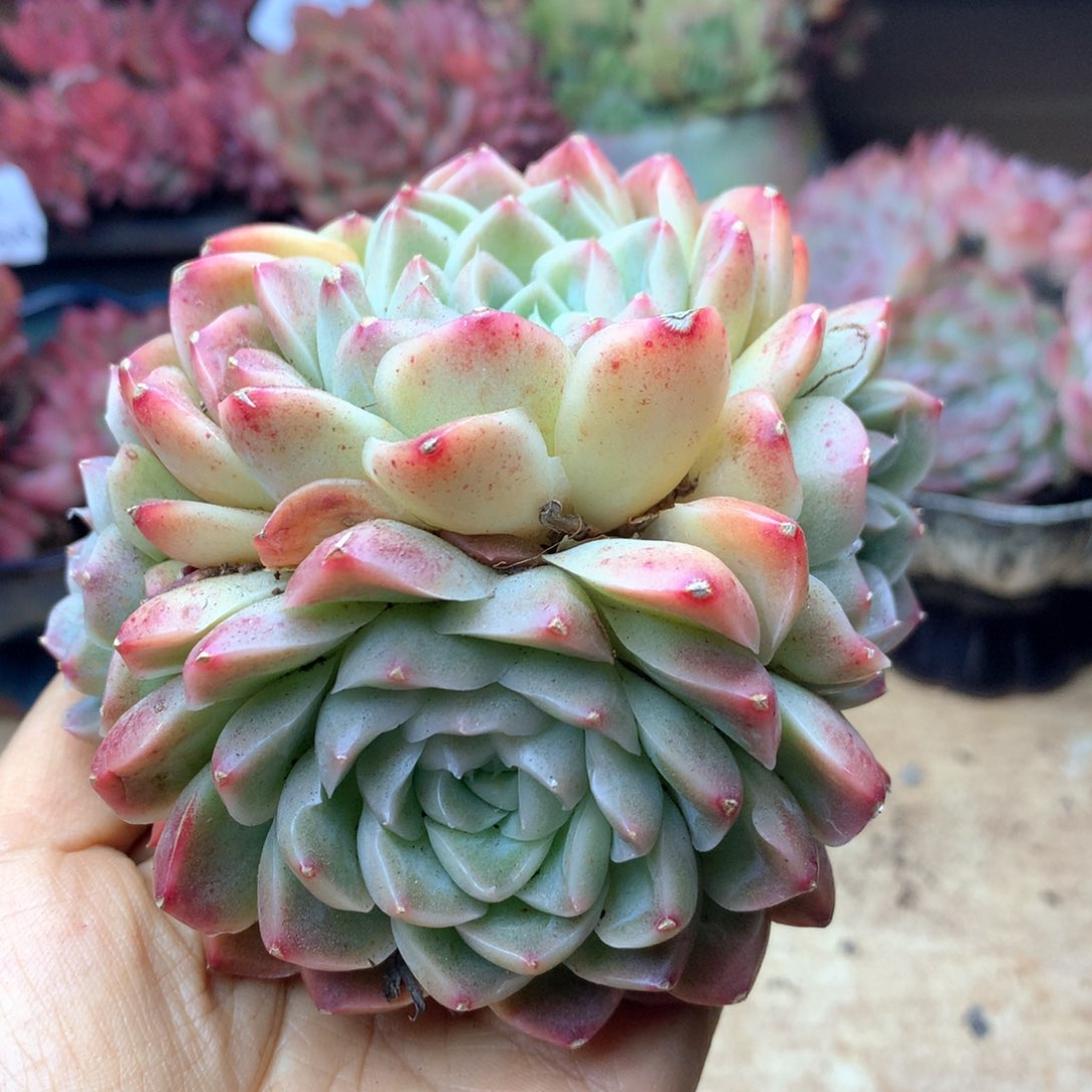 蛋*1851杂交多肉植物