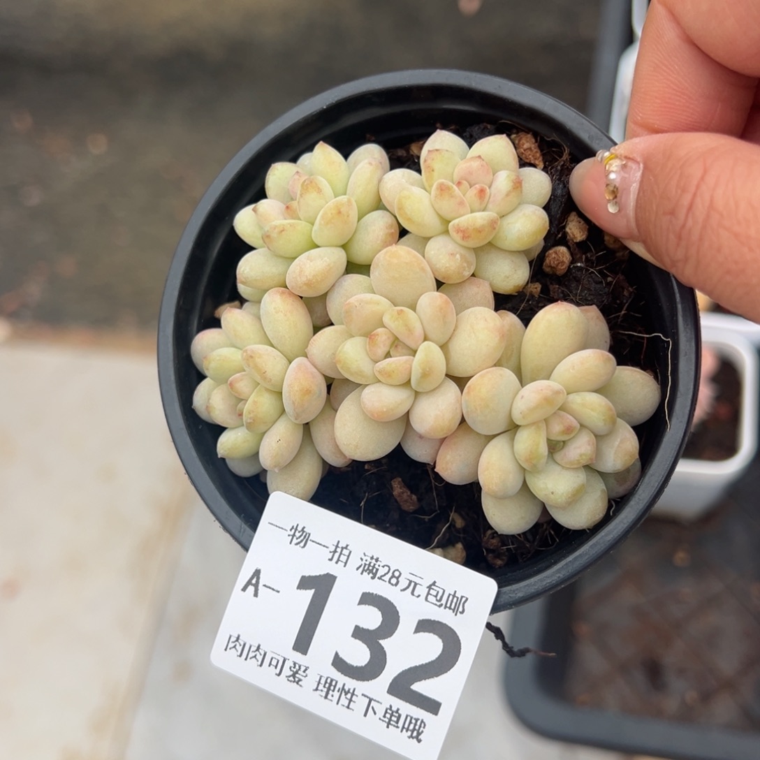 阳光玫瑰多肉多肉多肉多肉多肉