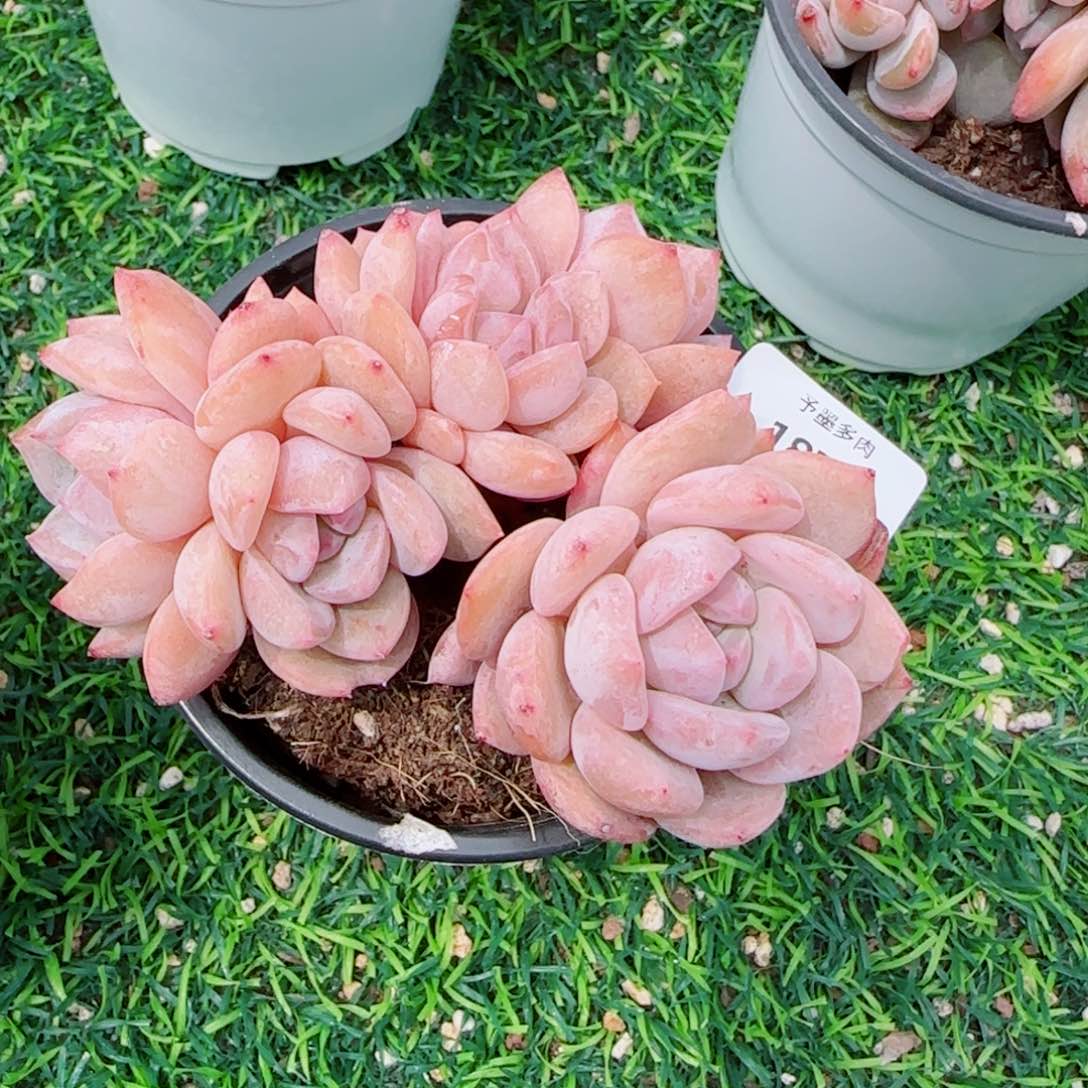 橙子小树缀，1879多肉