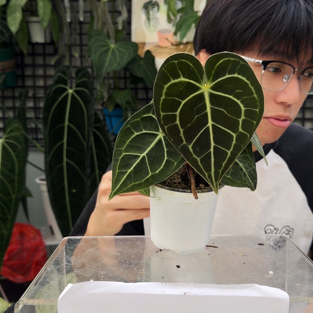 完全开放F56 克莱恩