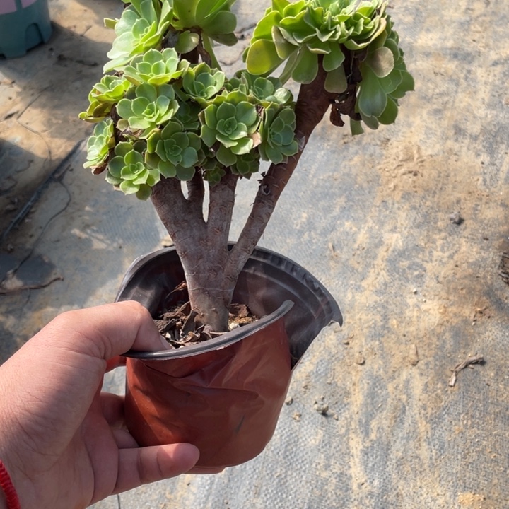 13玫瑰缀多肉植物多肉多肉