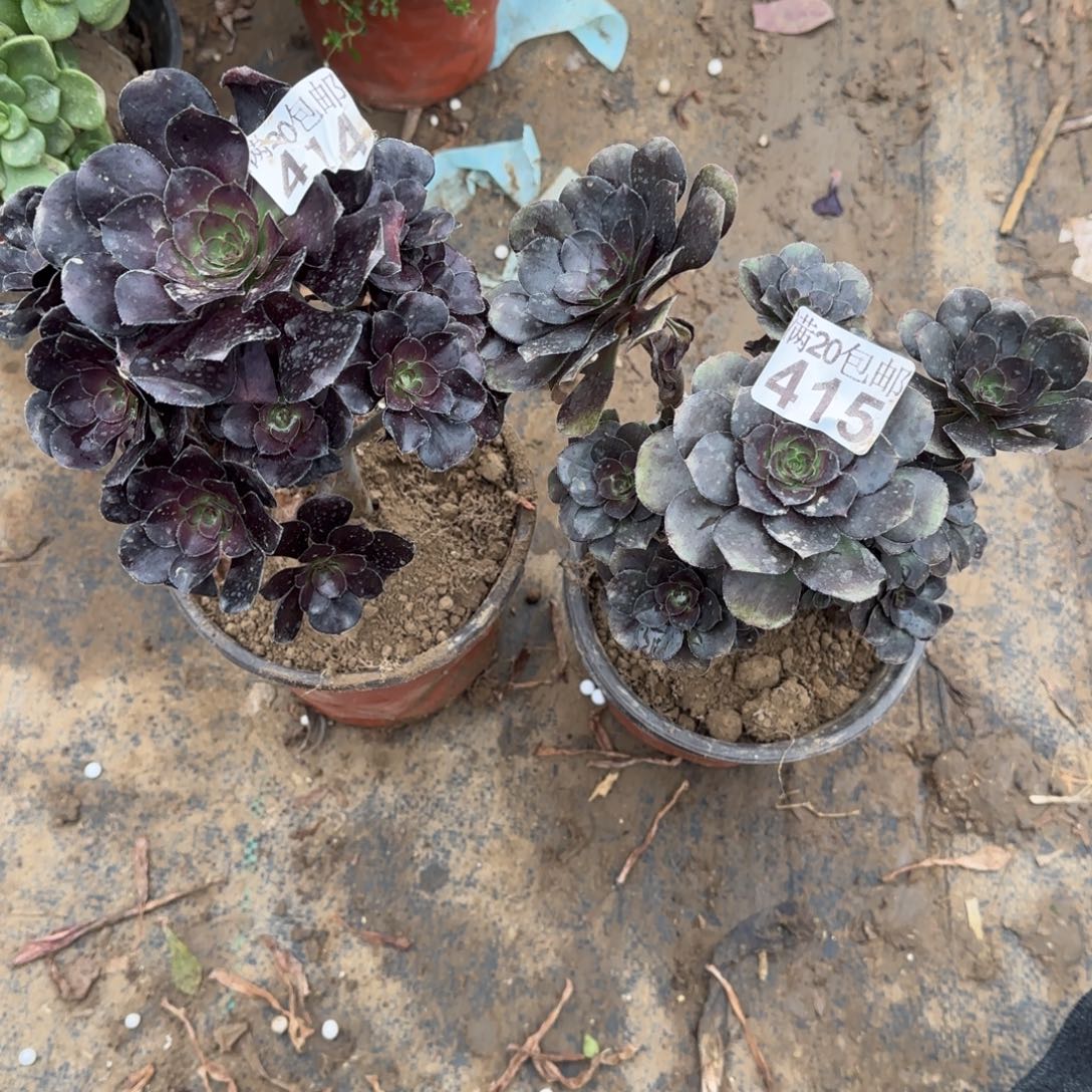 多肉414+415满20包邮断枝不包