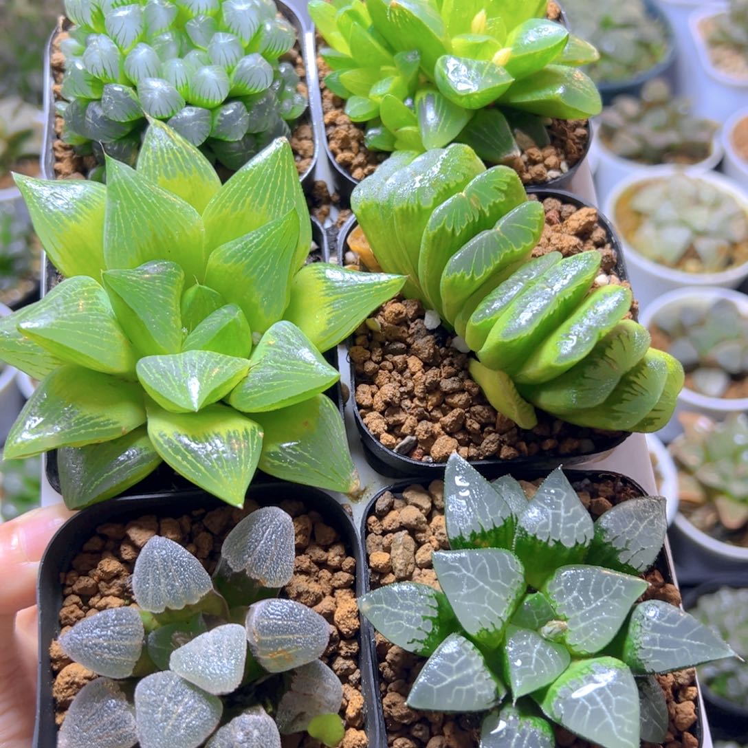 新人套餐玉露多肉6颗