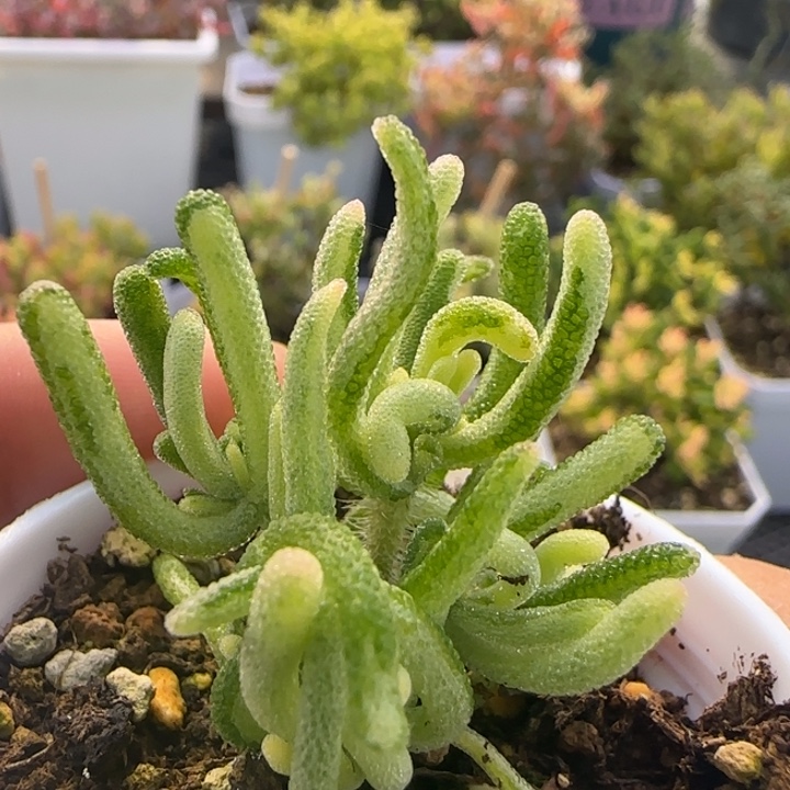 801-拉丝荧光兔白锦