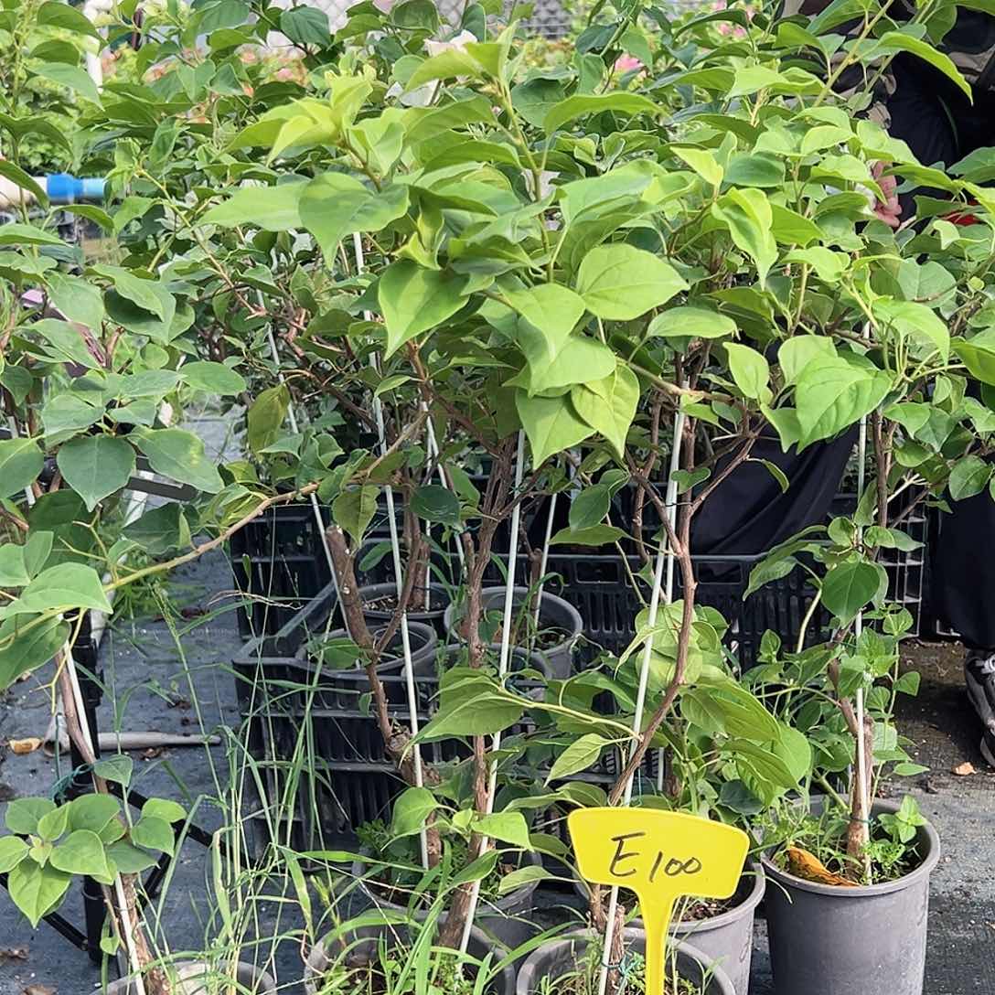 当前无花栽培后可以开花E100绿樱棒棒糖一颗，啡