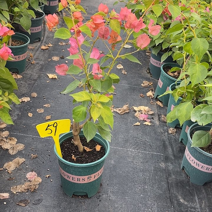 当前无花栽培后可以开花59暗斑夕阳红原生扦插