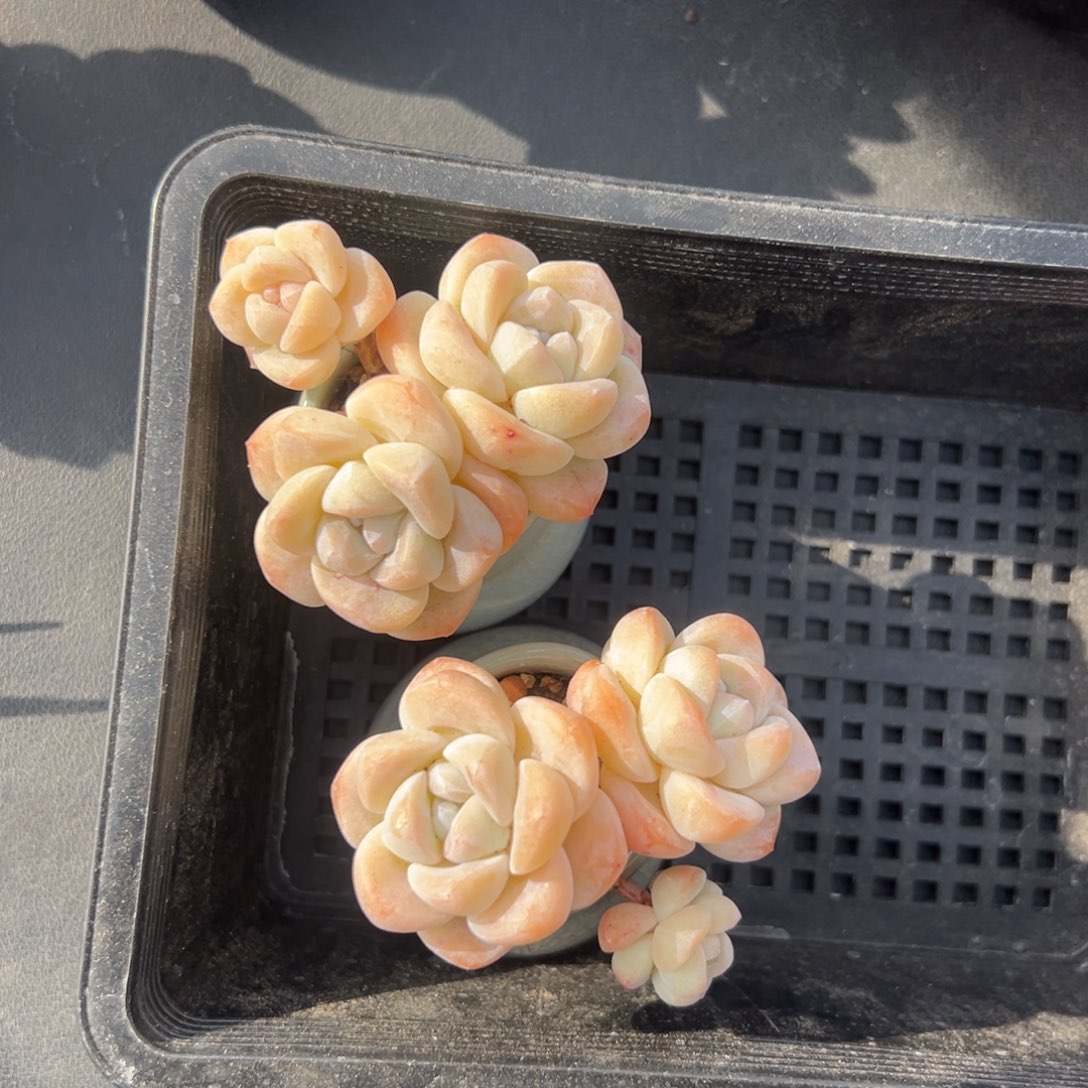 俩个三头冰玉带盆000000000