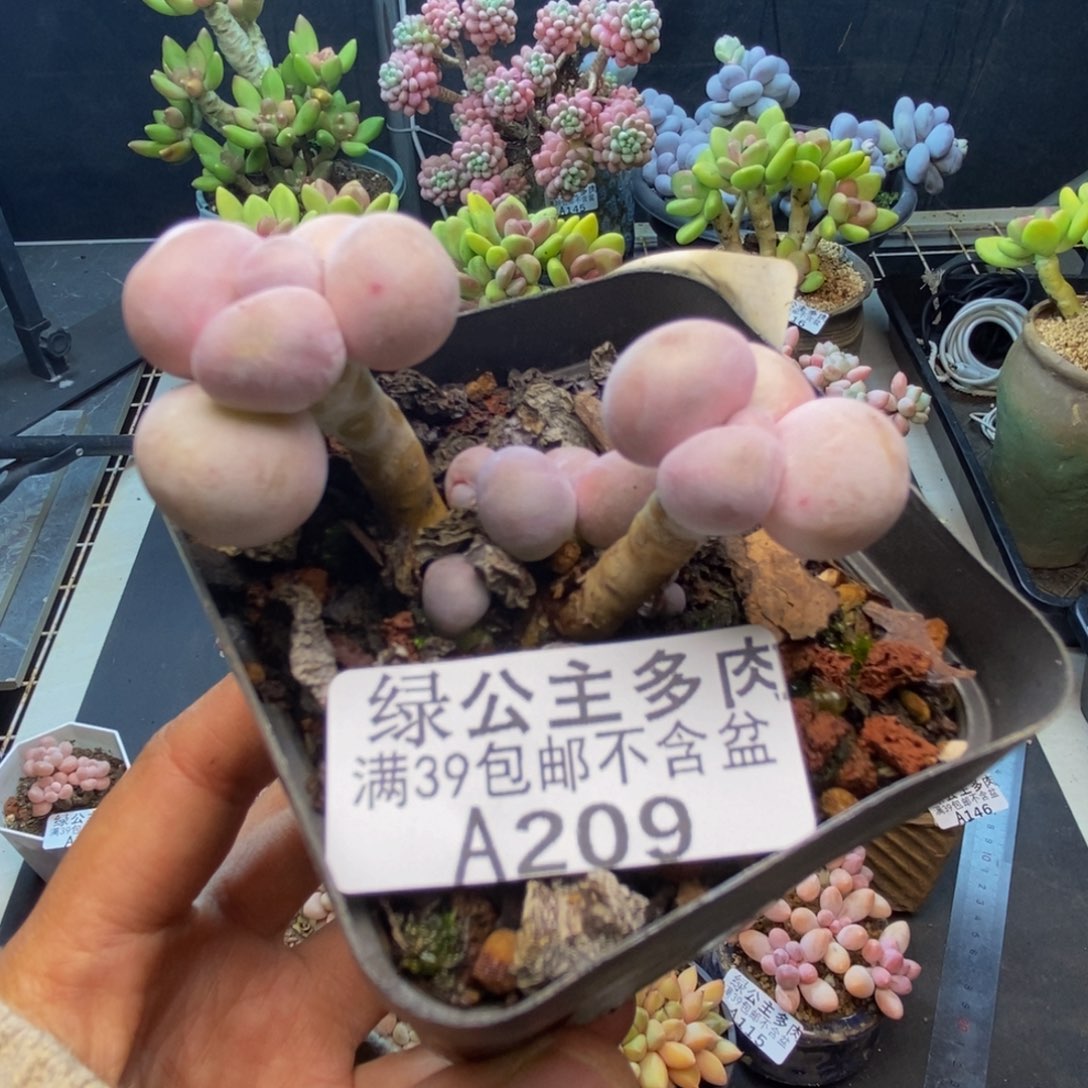 209橙奶多肉肉3cm