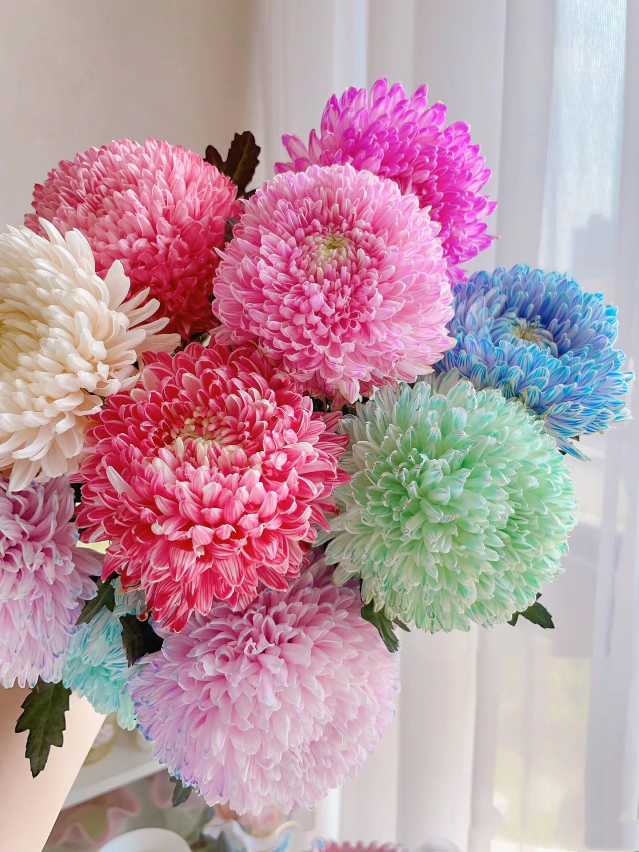 【富贵牡丹菊】人间富贵花  圆满浓情  花期特别长   家养水养