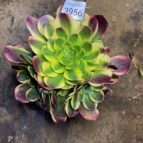 玉玲珑多肉植物3956