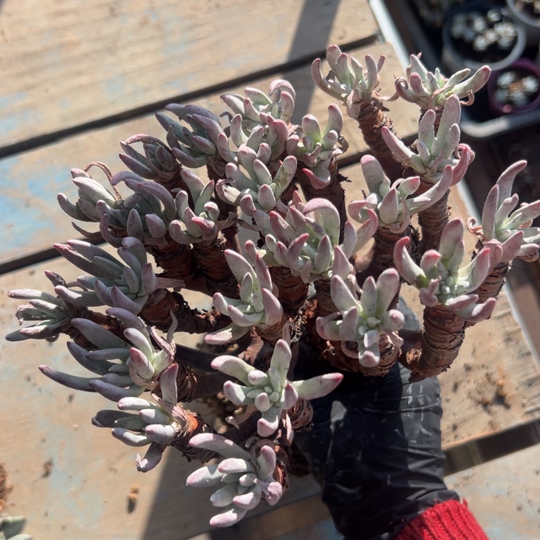 D***沙谢谢亲～一物一拍1918