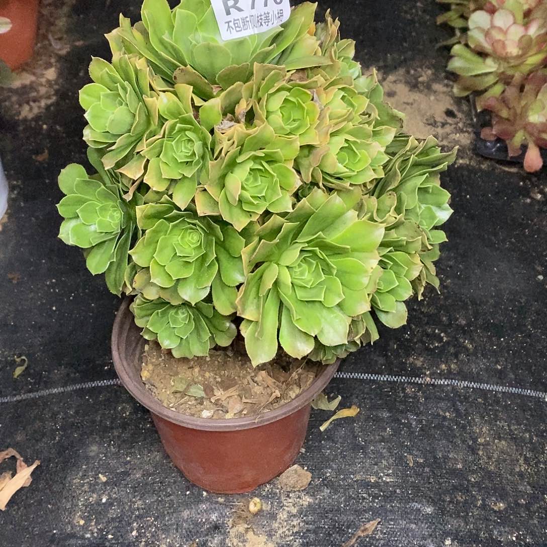 770知夏绿羊绒多肉法师锦