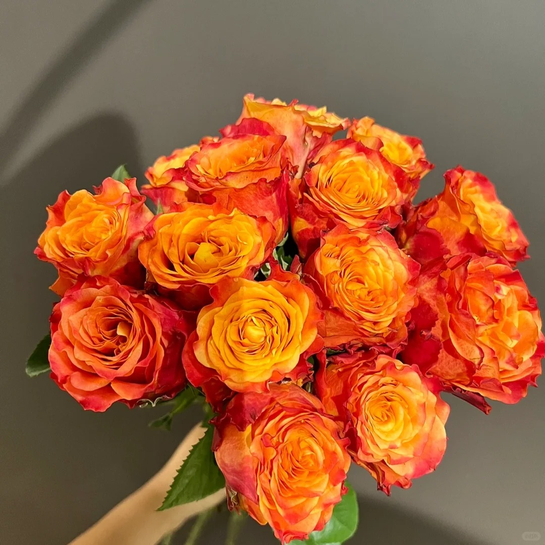 【月亮花圃】多头（火焰）10枝  1单普通快递，2单以上顺丰冷链