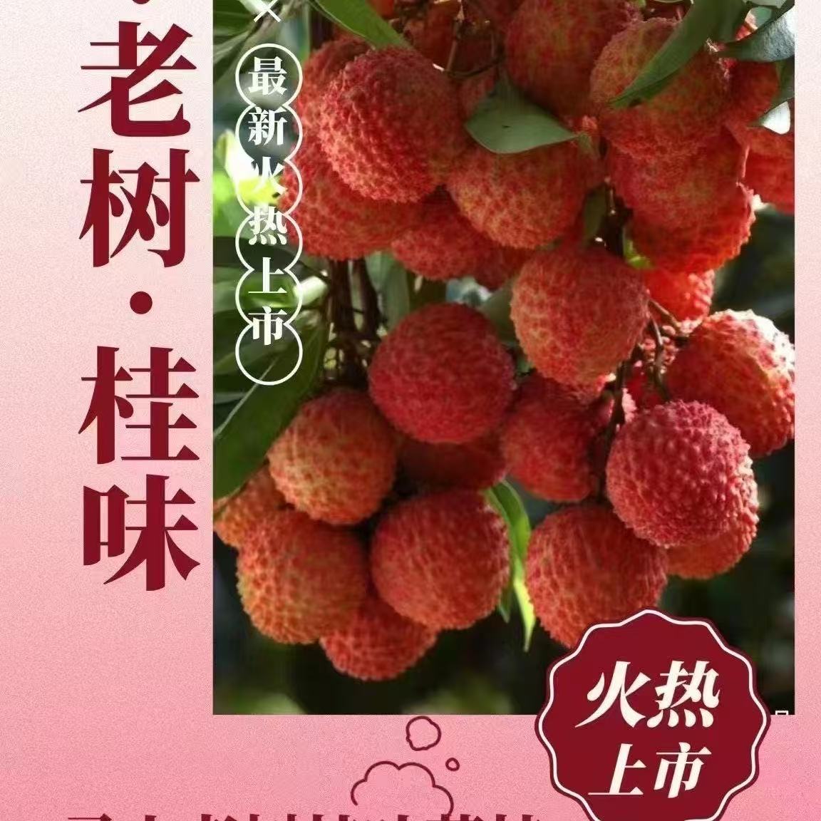 【京东冷链直发】广东雷岭桂味荔枝【大果】【带箱五斤】【不带枝叶】