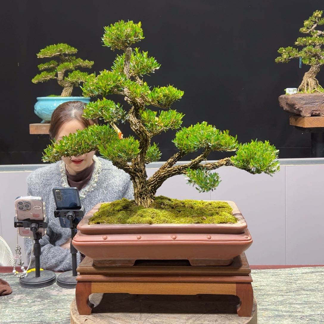 四季常青老桩黄杨盆景