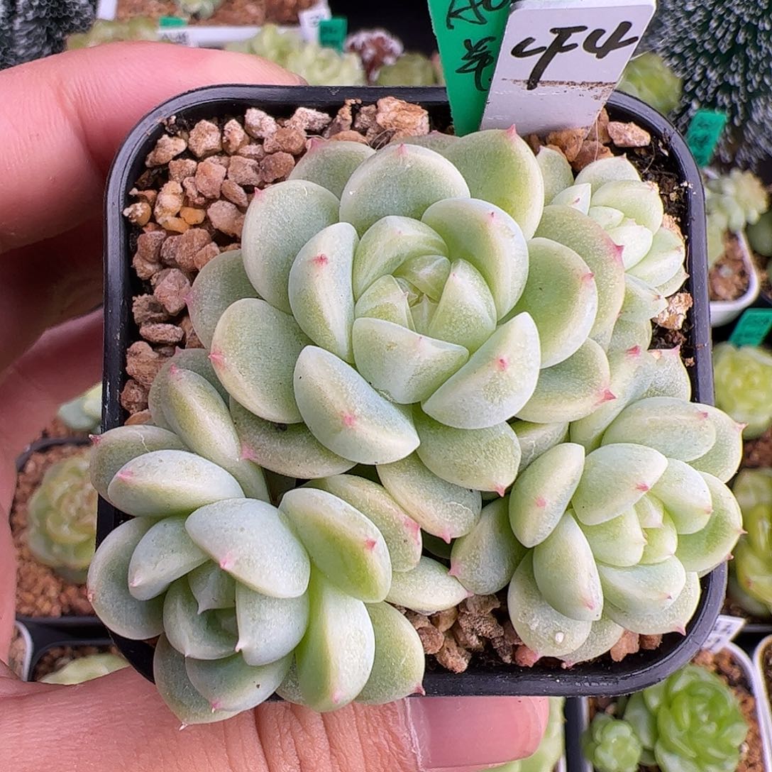 A061,四头财富，水晶专拍