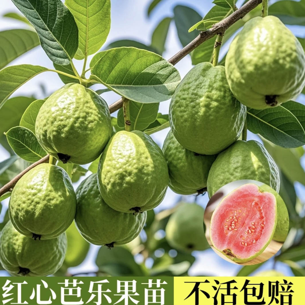 红心芭乐【当年结果】芭乐果树果苗南方北方种植四季盆栽地栽