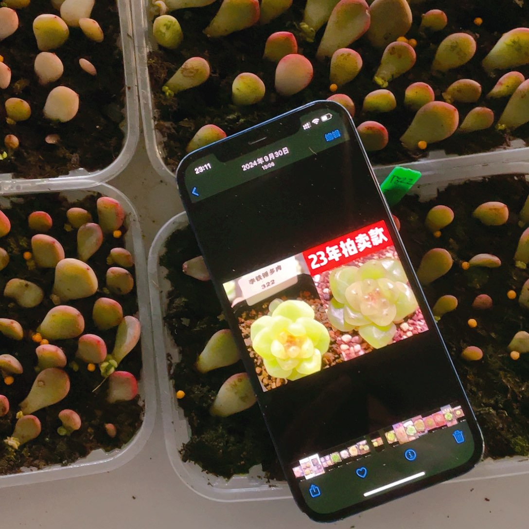 322 芝麻苗一个满25包邮