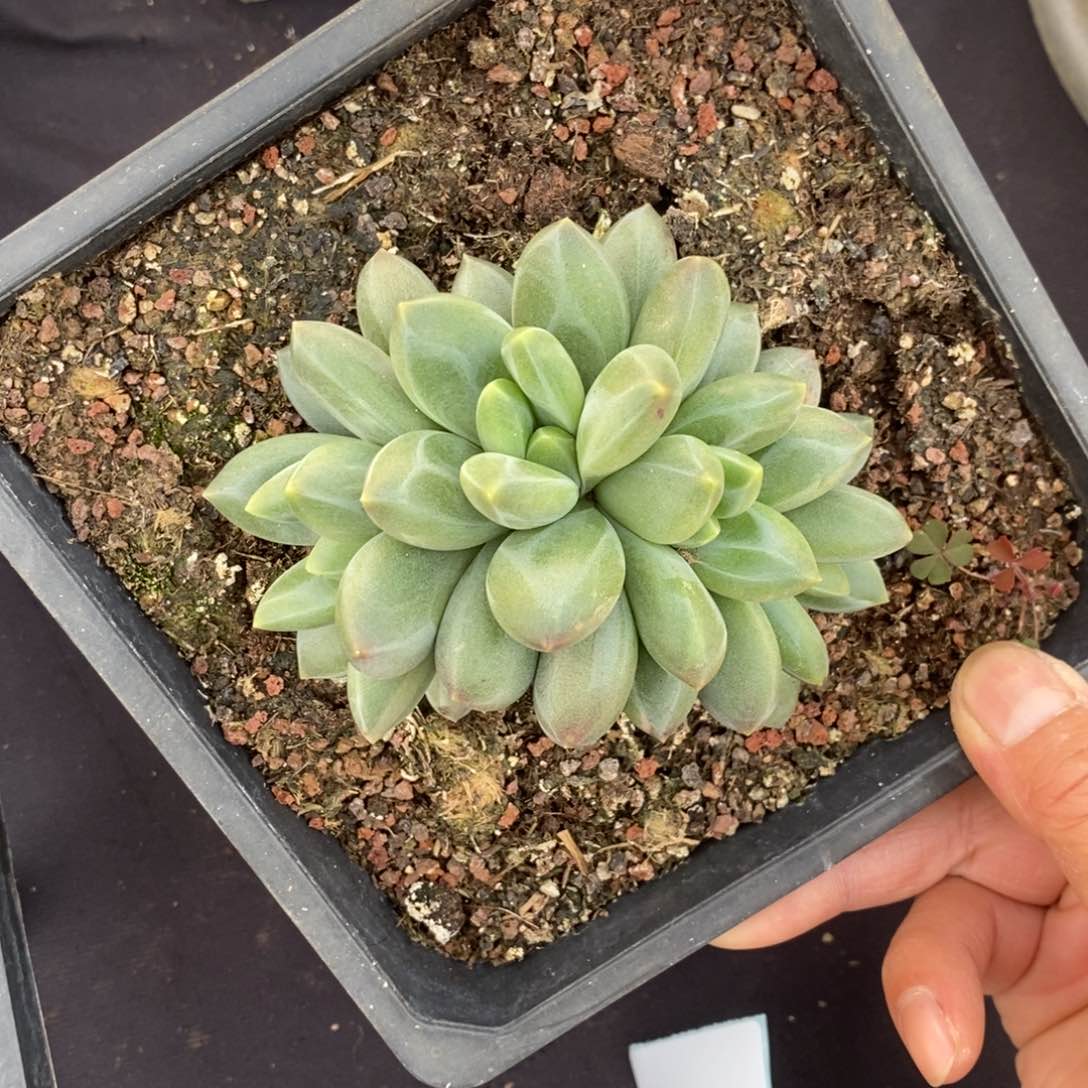 用****3两单包邮1219-116卡布奇诺