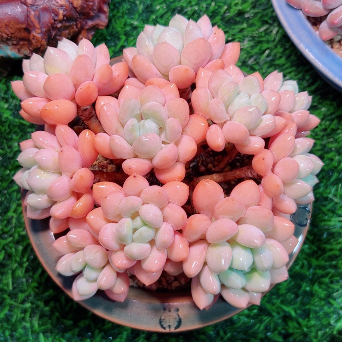 多肉植物多肉植物