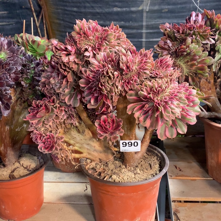 990粉女巫缀多肉法师