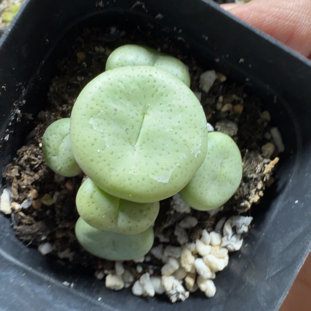 2697。肉锥杂一群