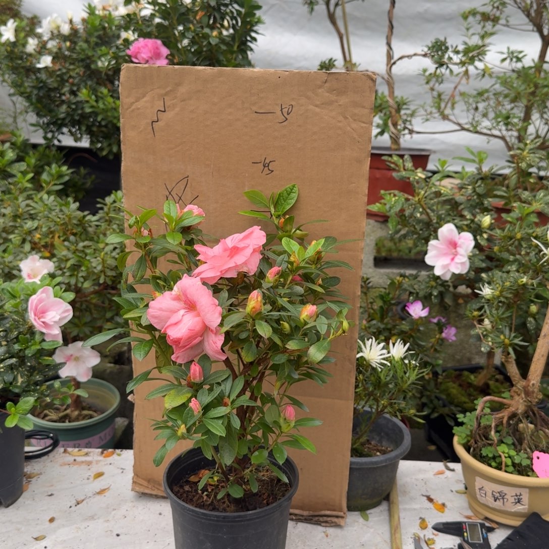 子***歇完全开放双桃杜鹃花