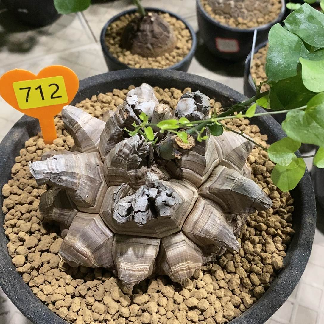 南非龟甲龙龟甲龙