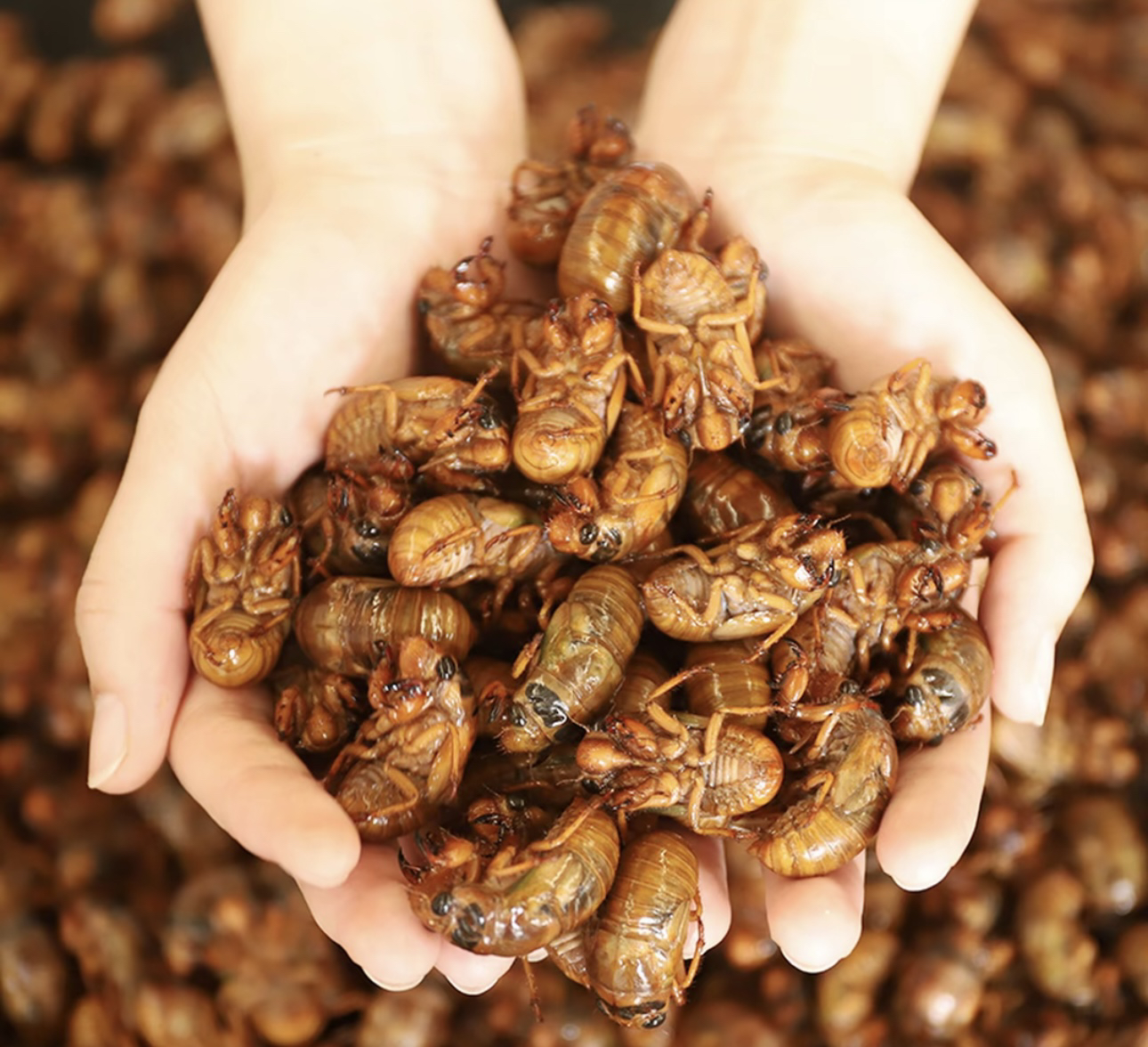 新鲜速冻野生知猴金蝉可烧烤油炸（京东快递）