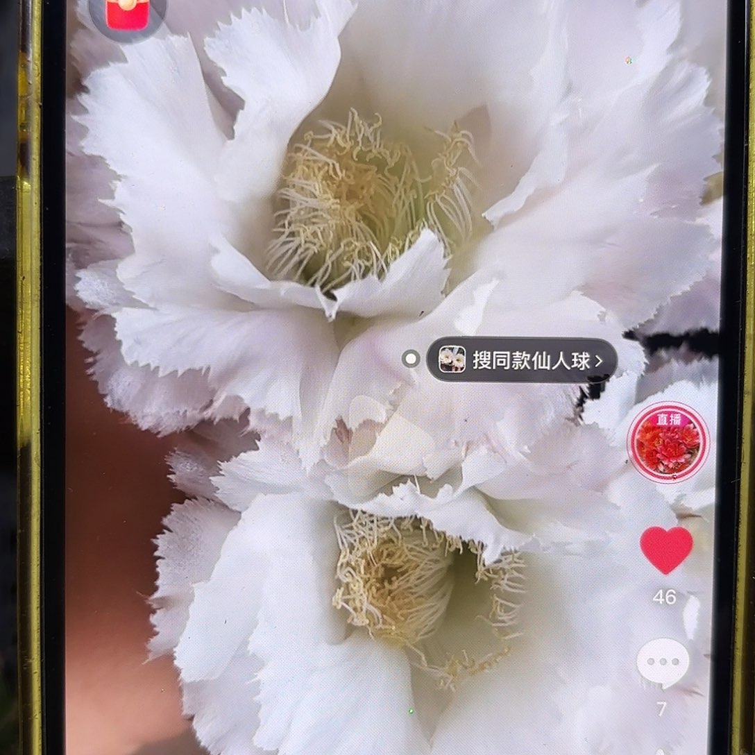 冰可可彩无根侧牙四五公分16