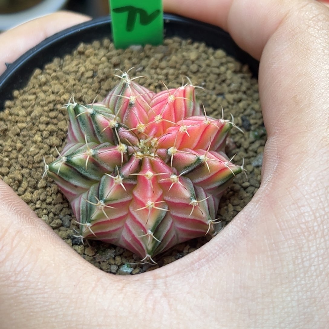 泰系实生精品肋骨锦H72