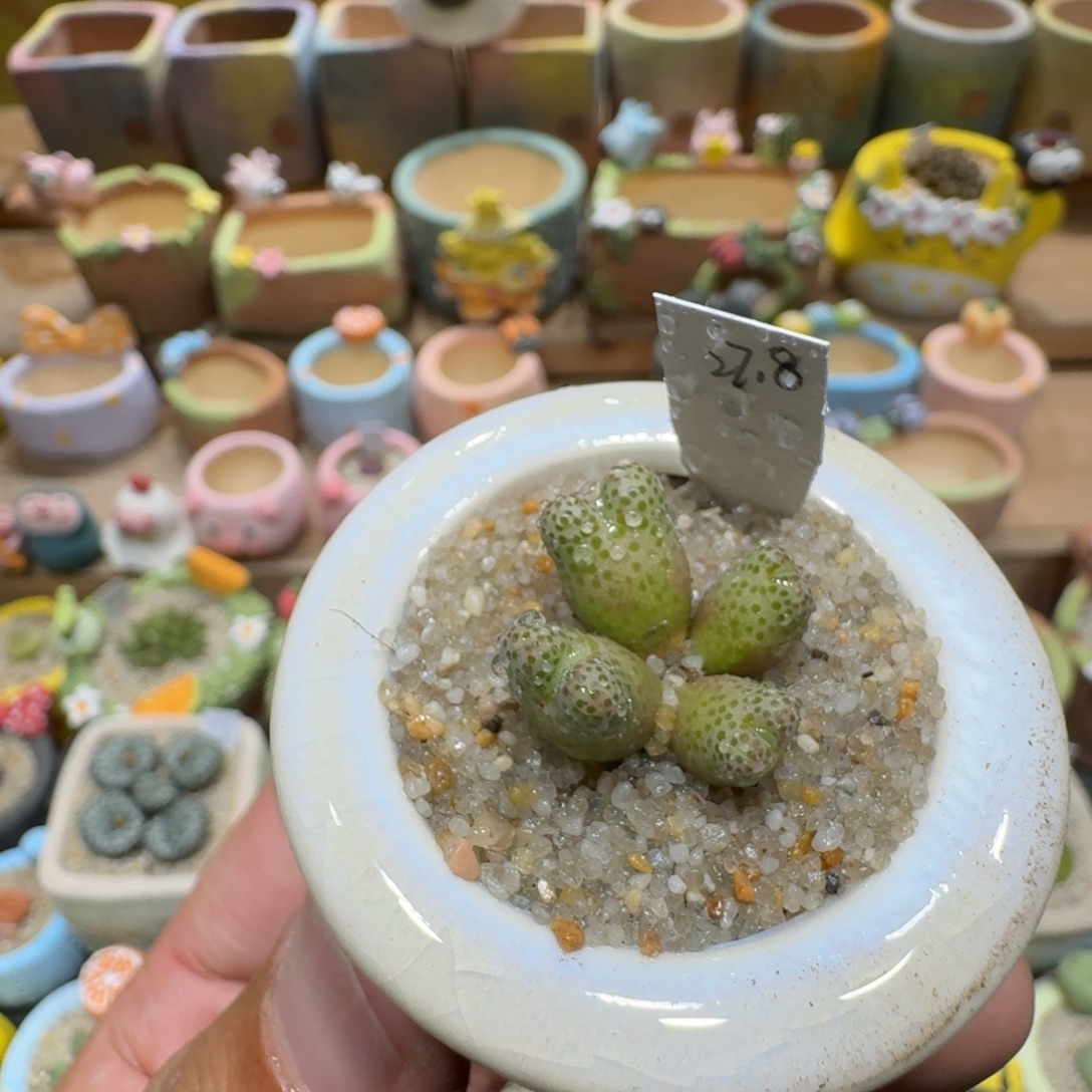 蘑菇1129一颗955d斑马多肉植物