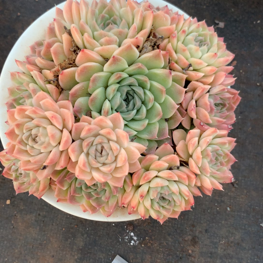 2497杂交精品基地16厘米