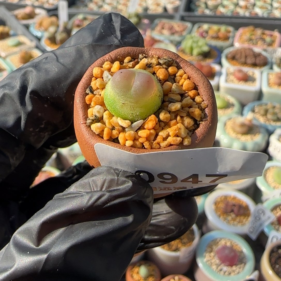 0947-一物一拍 带盆