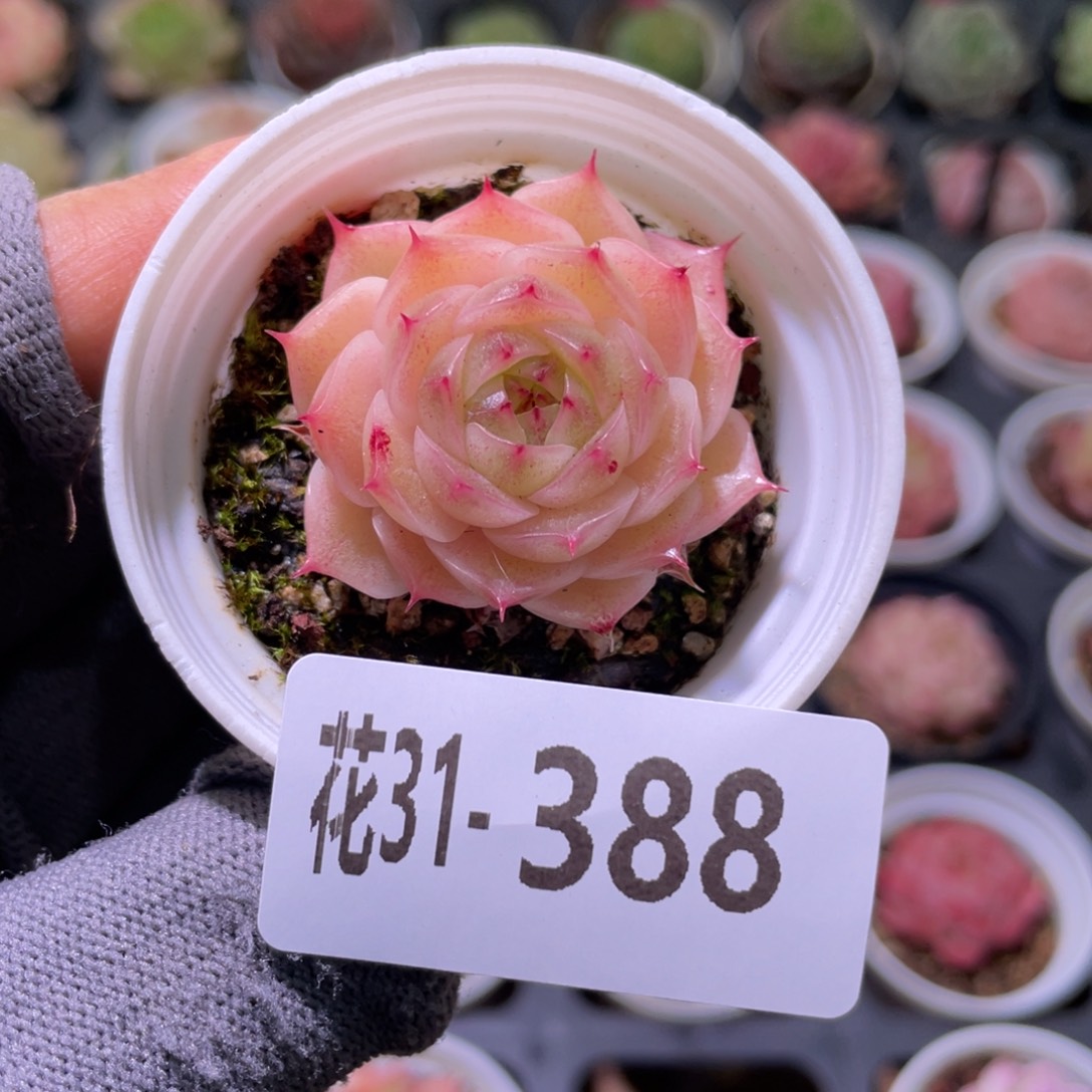 花利美31-388海王