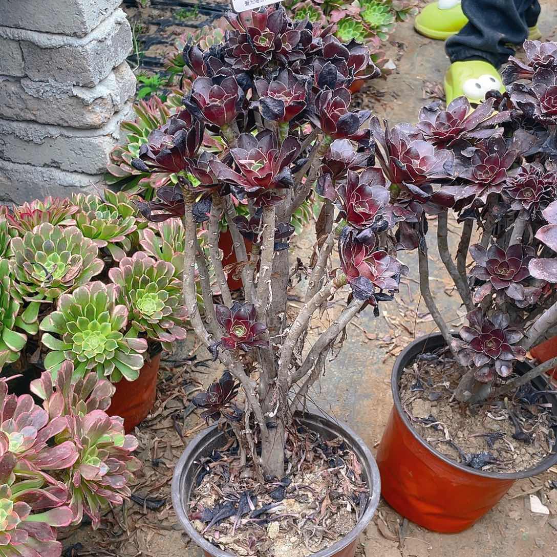 449圆叶酒杯多肉小损不包