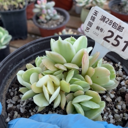 251一一一一一一一一一