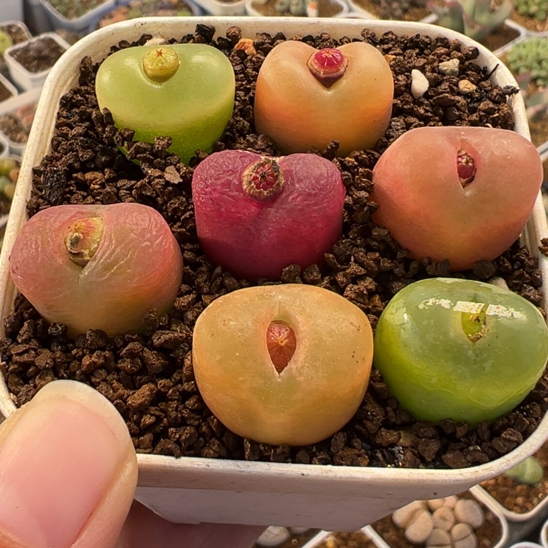 082多肉植物种类多样