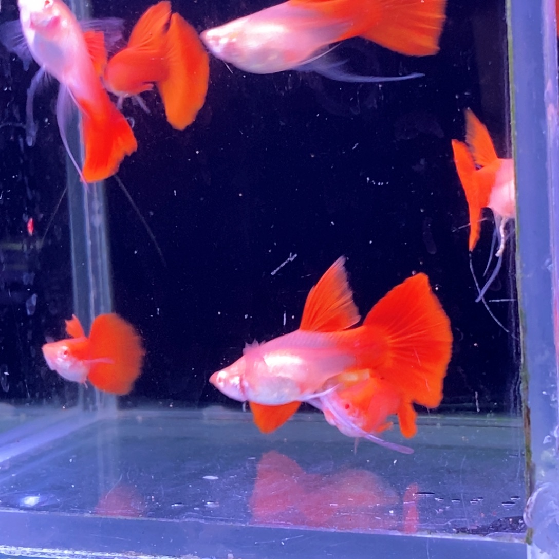 孔雀鱼血红飘c10条