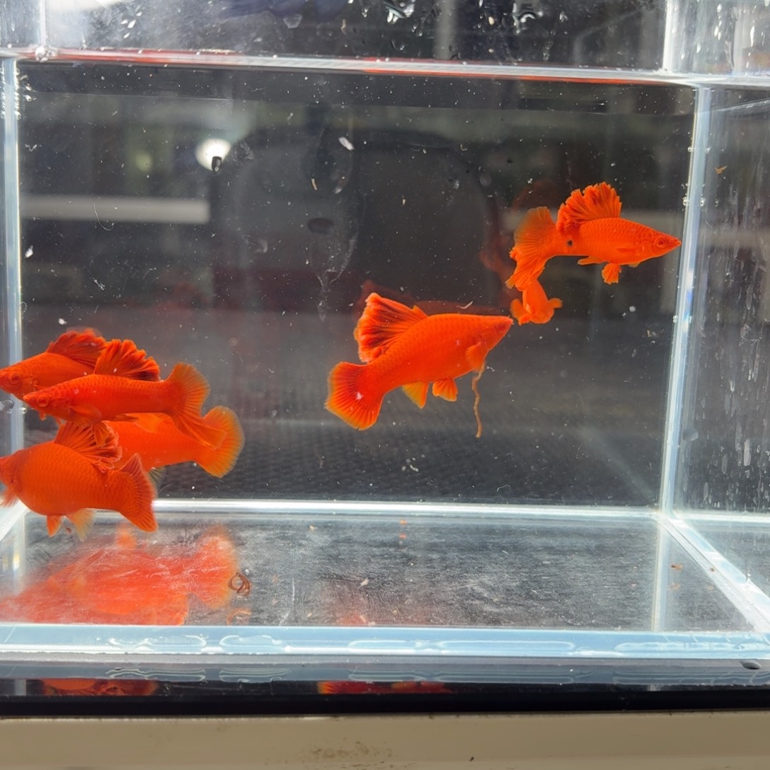 林***。海水半月尾红箭鱼7条