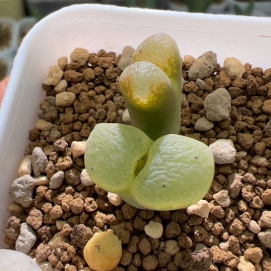 小松鼠形状风铃一颗762。