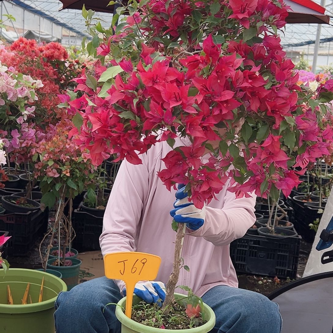 大部分花苞少量开放J69酒红桑巴