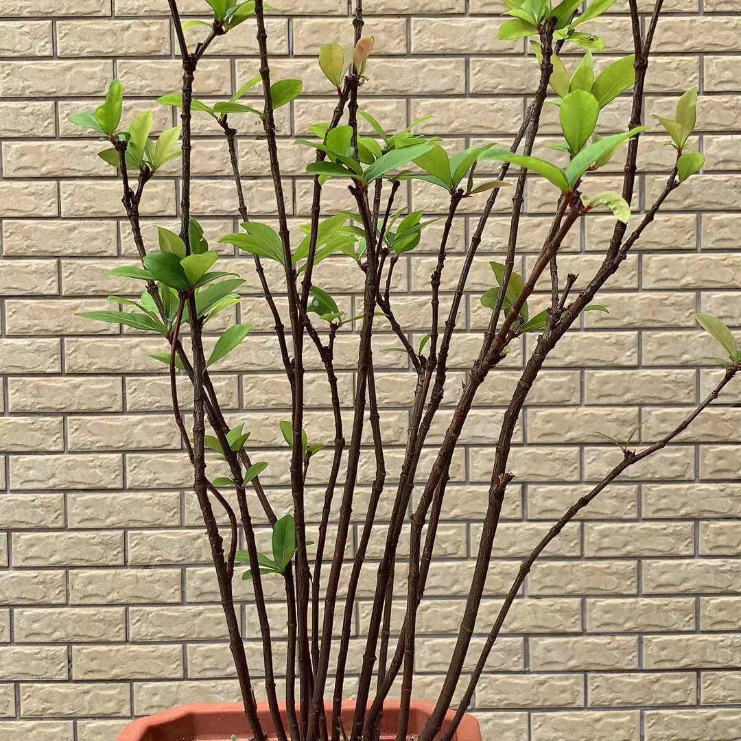 海岛龙船花盆景材一年四季开花结果春花