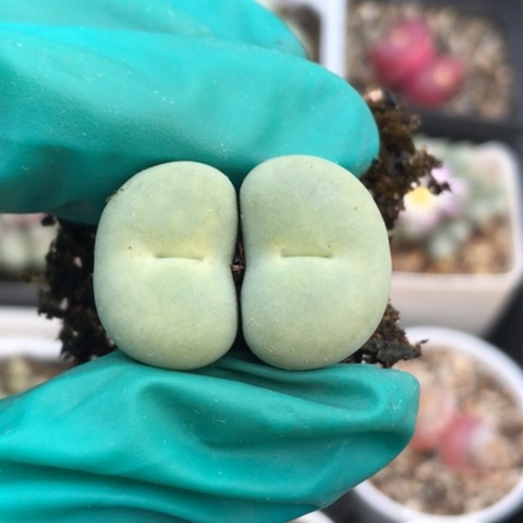 多肉肉锥 Sh433Ｖ嘴