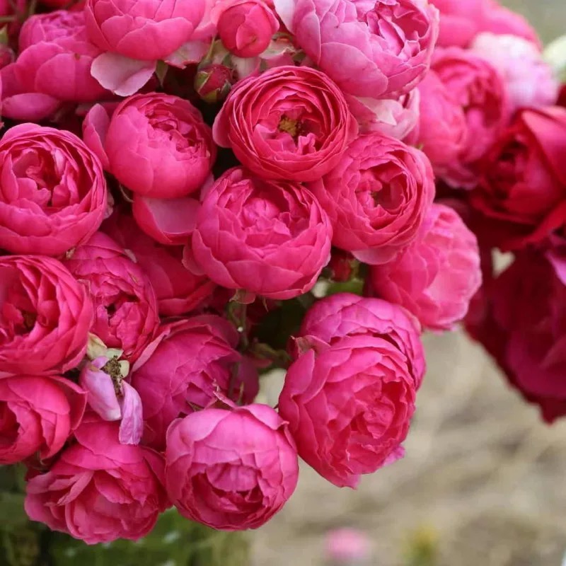 精品抗病艾拉绒球【四季开花瀑布】耐热耐寒露天冬眠大苗